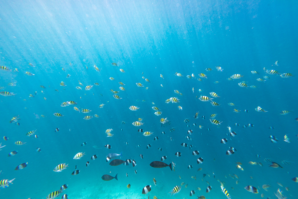 Maldives2018-1024-059.jpg Maldives2018-1024-059.jpg