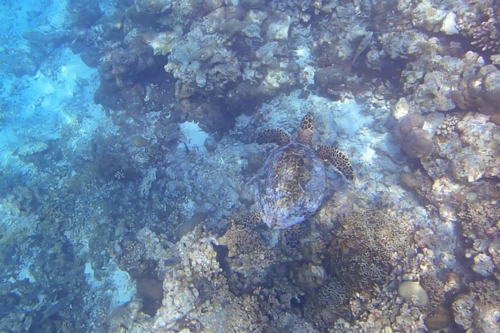 Maldives2018-1024-206-2.jpg Maldives2018-1024-206-2.jpg