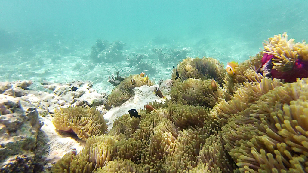 Maldives2018--00040.jpg Maldives2018--00040.jpg