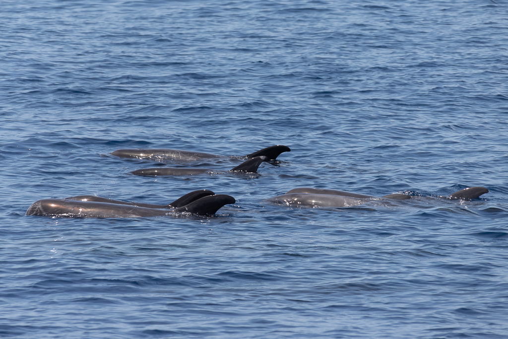 Maldives2018-1024-076.jpg Maldives2018-1024-076.jpg