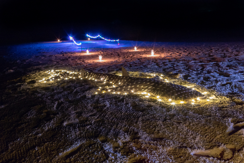 Maldives2018-1024-083.jpg Maldives2018-1024-083.jpg