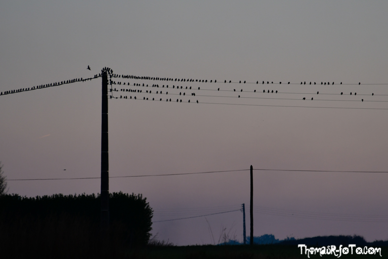 B_1018_800px-23.jpg B_1018_800px-23.jpg