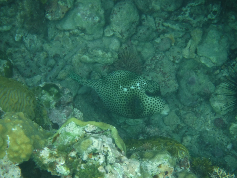 Poisson Coffre.JPG Poisson Coffre.JPG