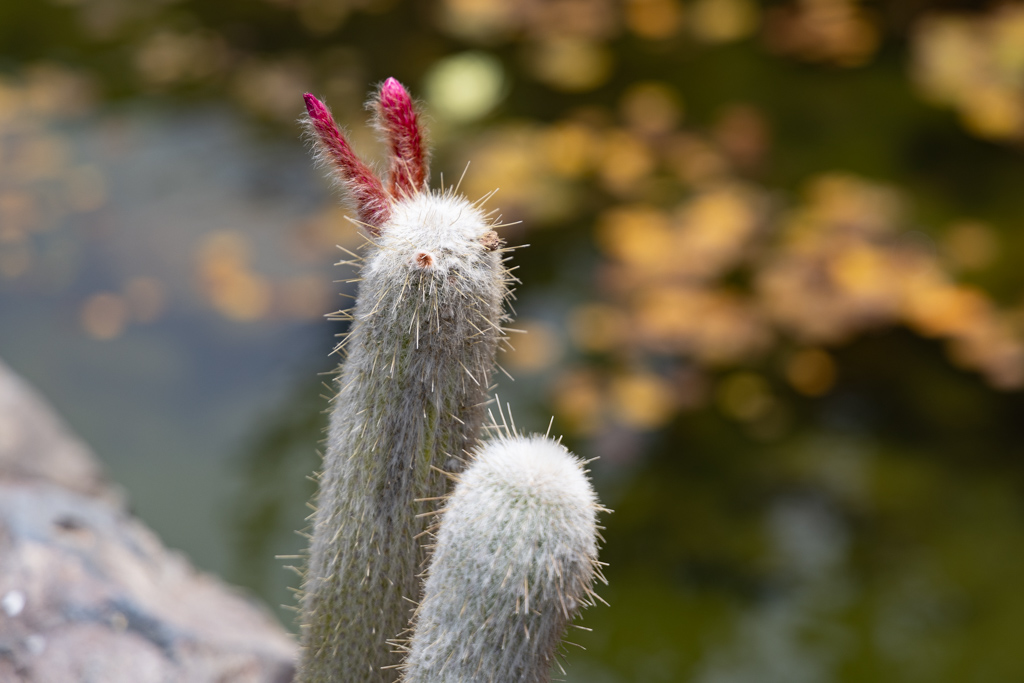 20220718-sOrOli-Web2048-R5OS0727.jpg 20220718-sOrOli-Web2048-R5OS0727.jpg