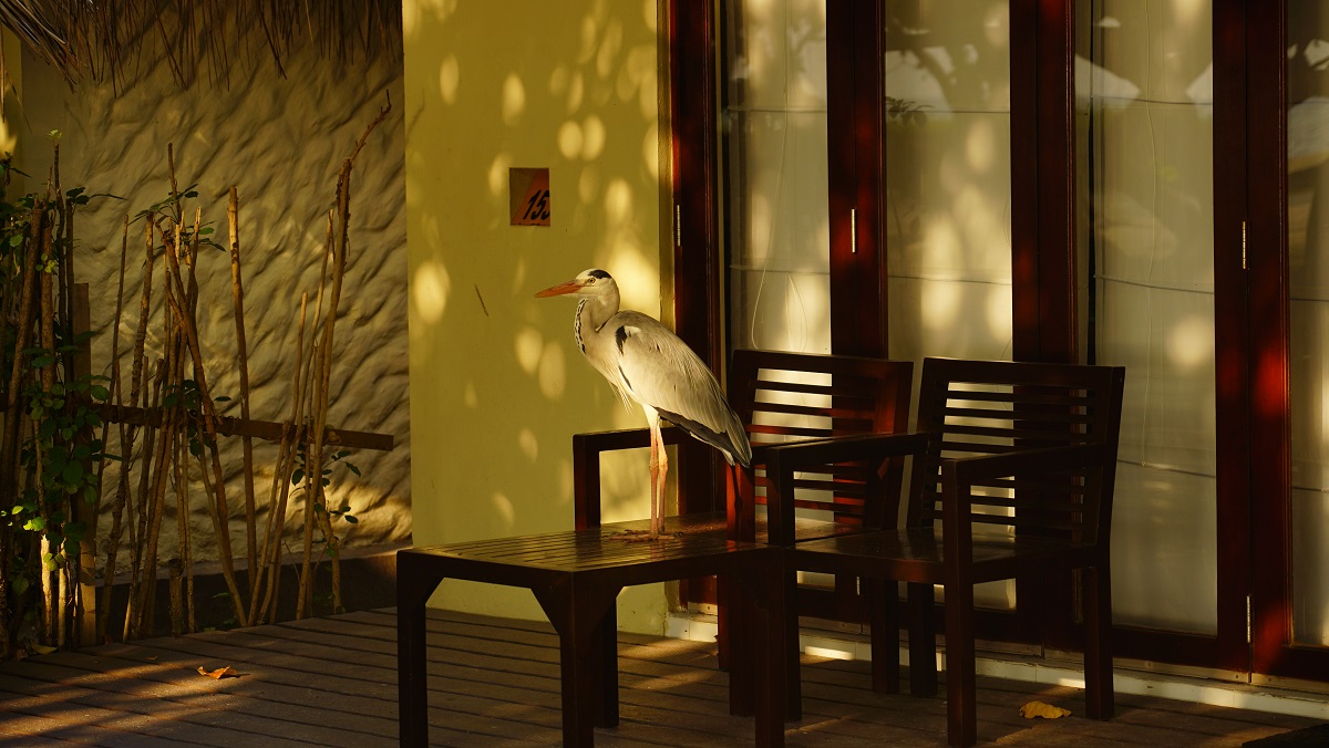 Héron / DSC09690.JPG DSC09690.JPG