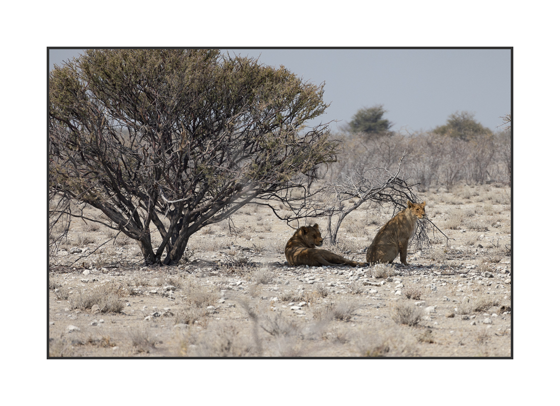 20230811-R5OS5000.jpg 20230811-R5OS5000.jpg