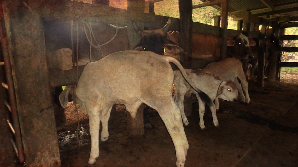 Meuuuh / 43 Vache.jpeg 43 Vache.jpeg