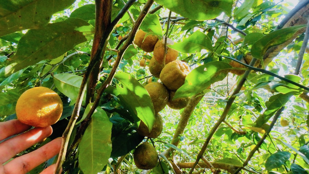 Cueillette de citrons / 45.1 Citron.jpg 45.1 Citron.jpg