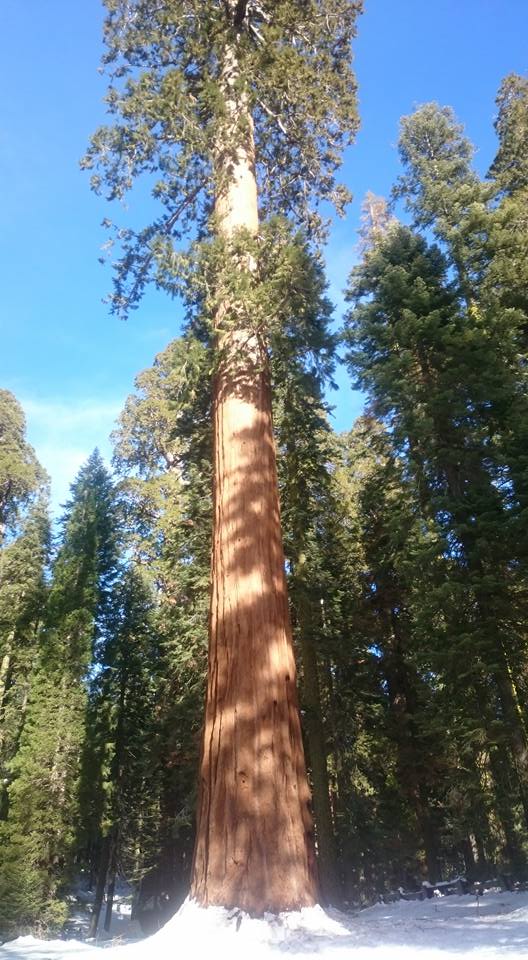 sequoia.jpg