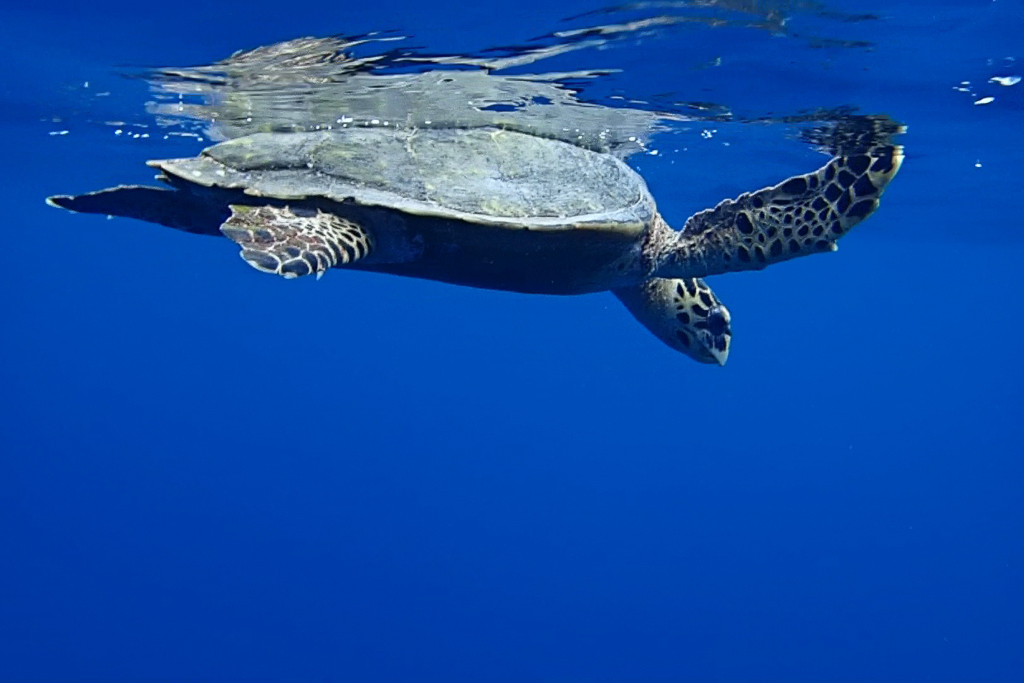 Maldives2018-1024-209-2.jpg Maldives2018-1024-209-2.jpg