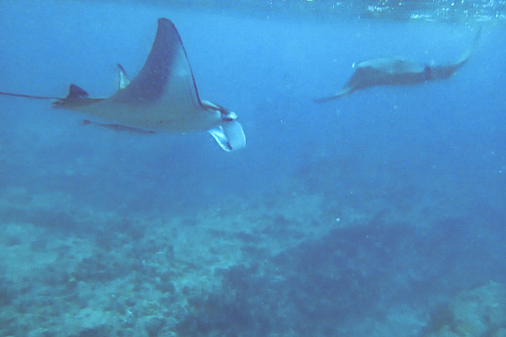 Maldives2018-1024-203-2.jpg
