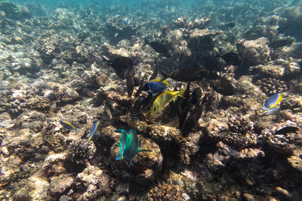 Maldives2018-1024-062.jpg