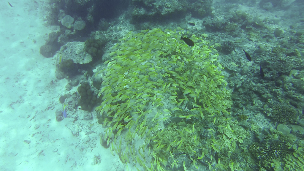 Maldives2018--00027.jpg
