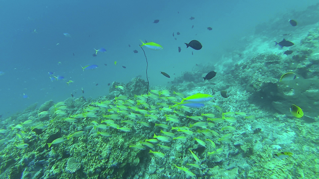 Maldives2018--00031.jpg
