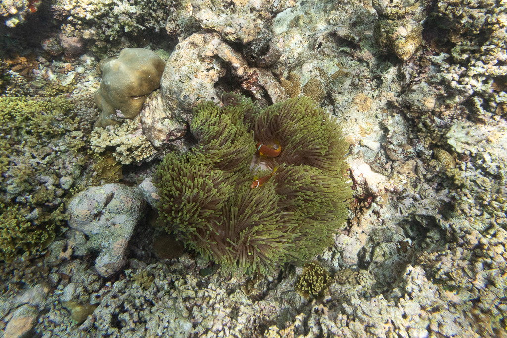 Maldives2018-1024-063.jpg