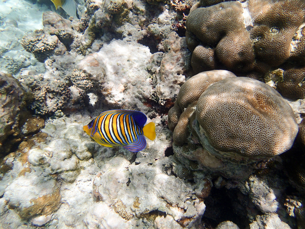 Maldives2018-1024-196.jpg