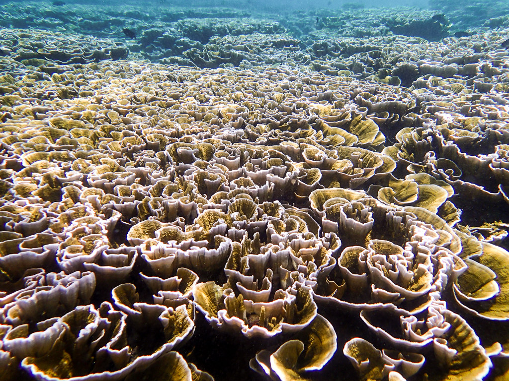 Maldives2018-1024-198.jpg