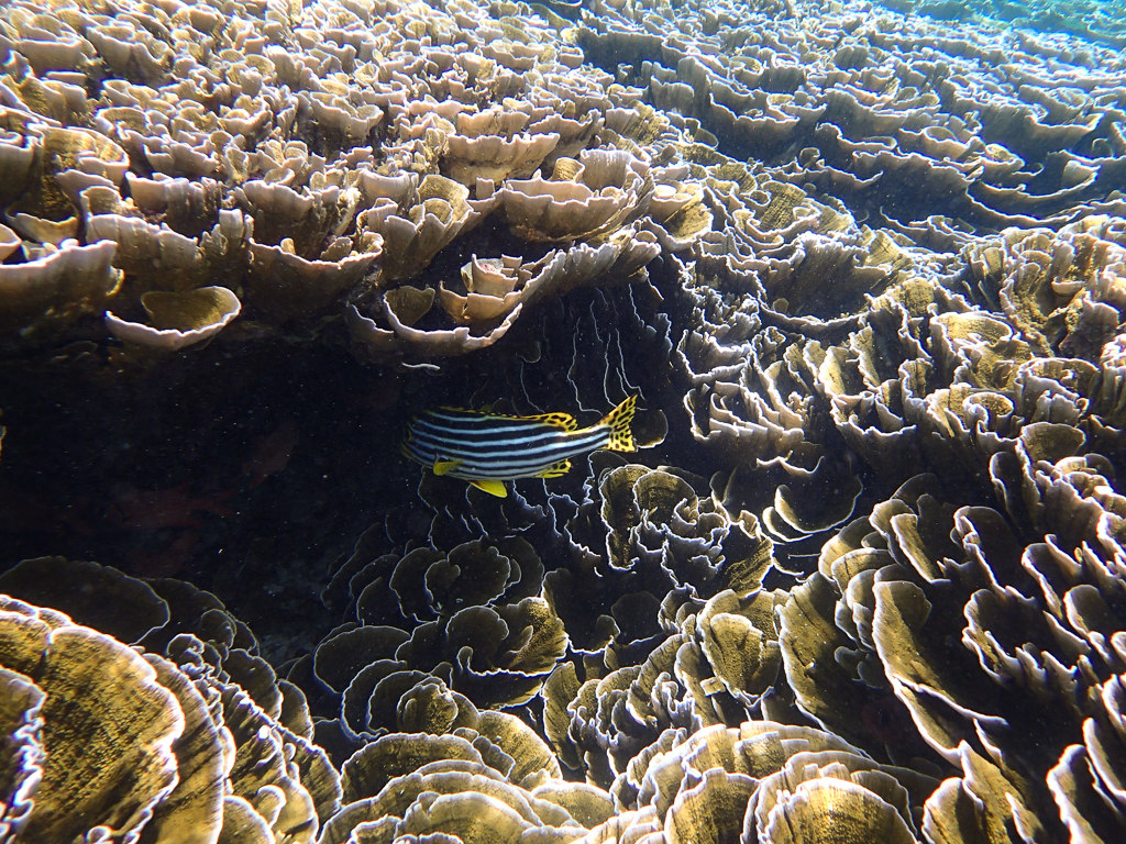 Maldives2018-1024-199.jpg