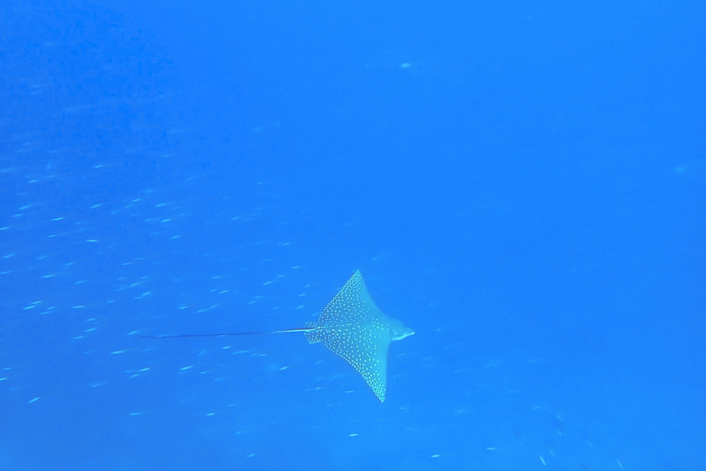 Maldives2018-1024-212-2.jpg