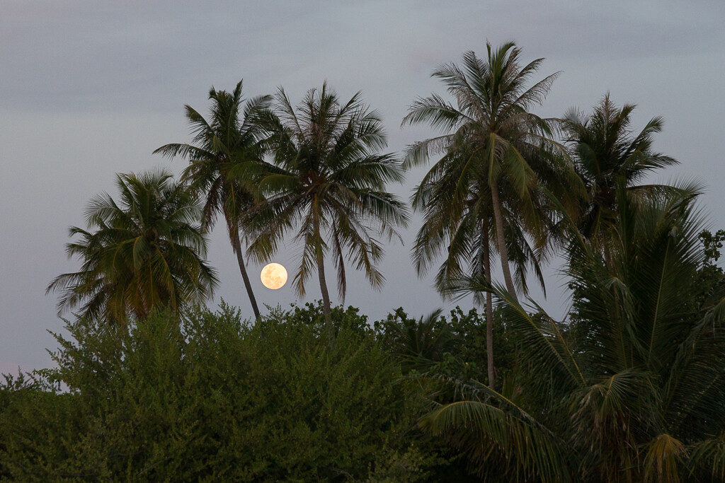 Maldives2019- (11).jpg