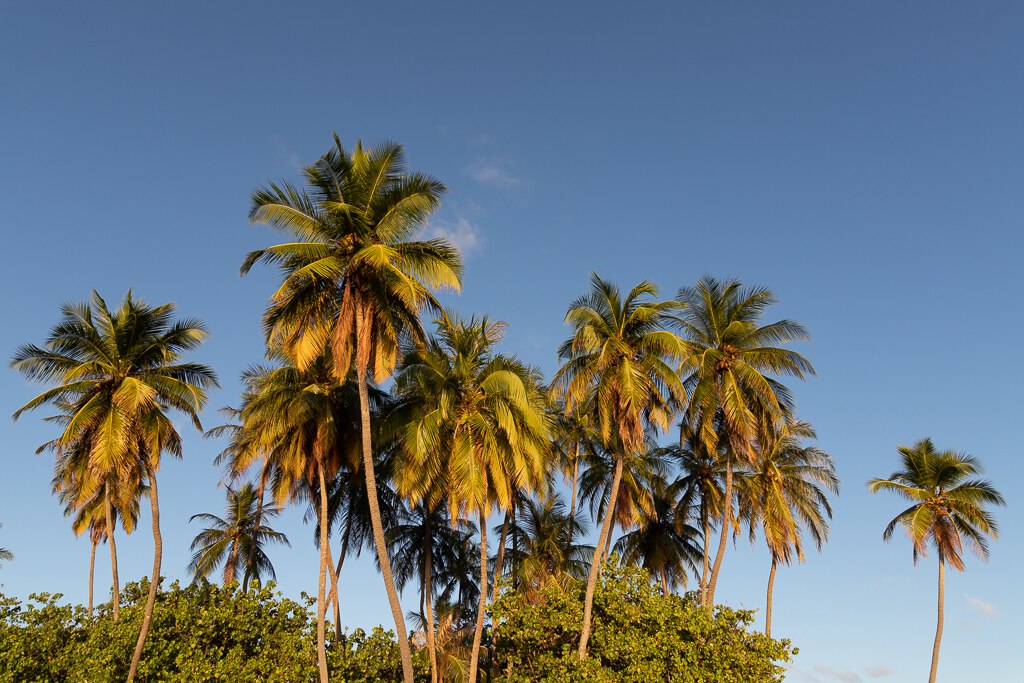 Maldives2019- (16).jpg