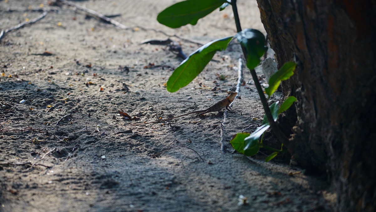 Monstre / DSC09695.JPG DSC09695.JPG