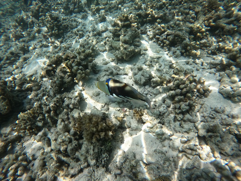 poisson / GOPR1131.JPG GOPR1131.JPG